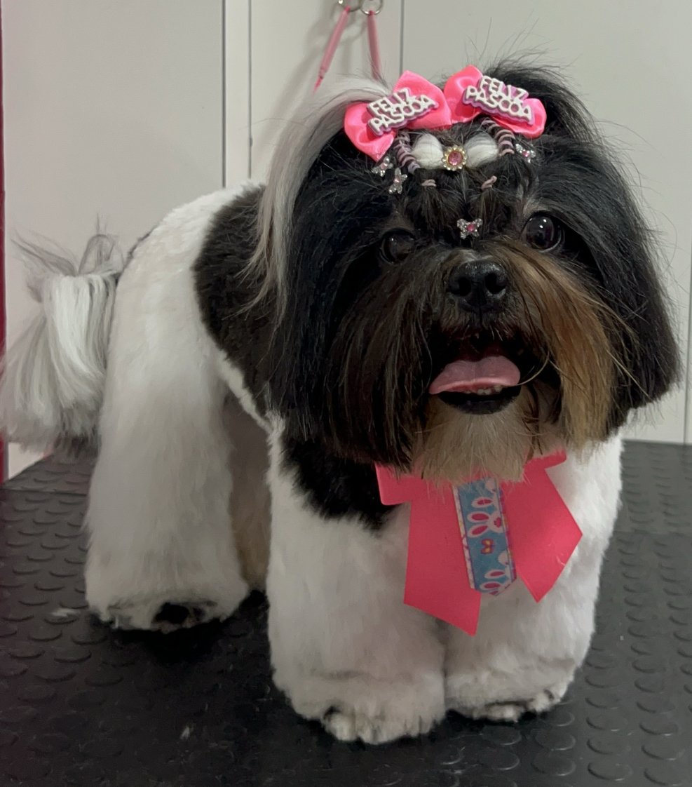 Duda Pet Care: Petshop e Banho e Tosa em Curitiba