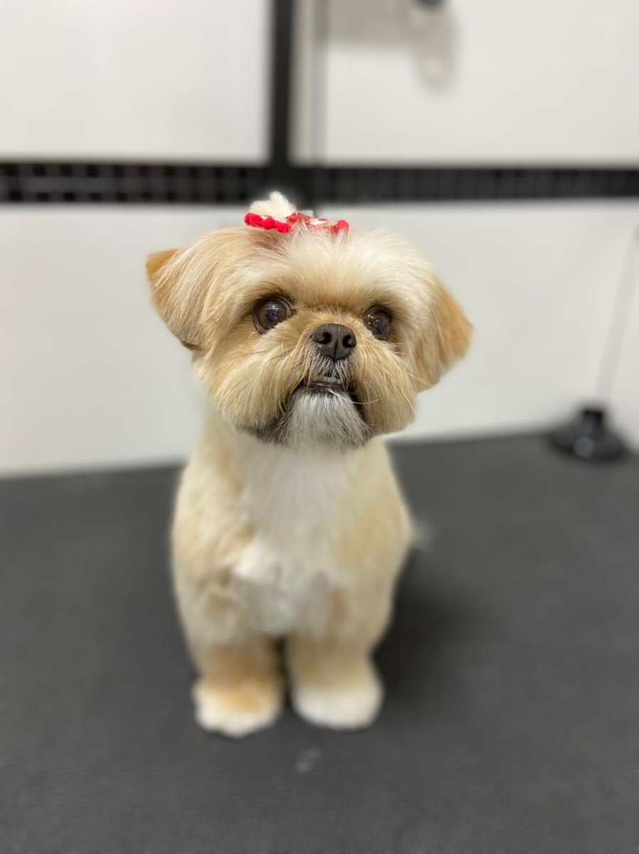 Pet Center Dogs & Cats - Banho e Tosa