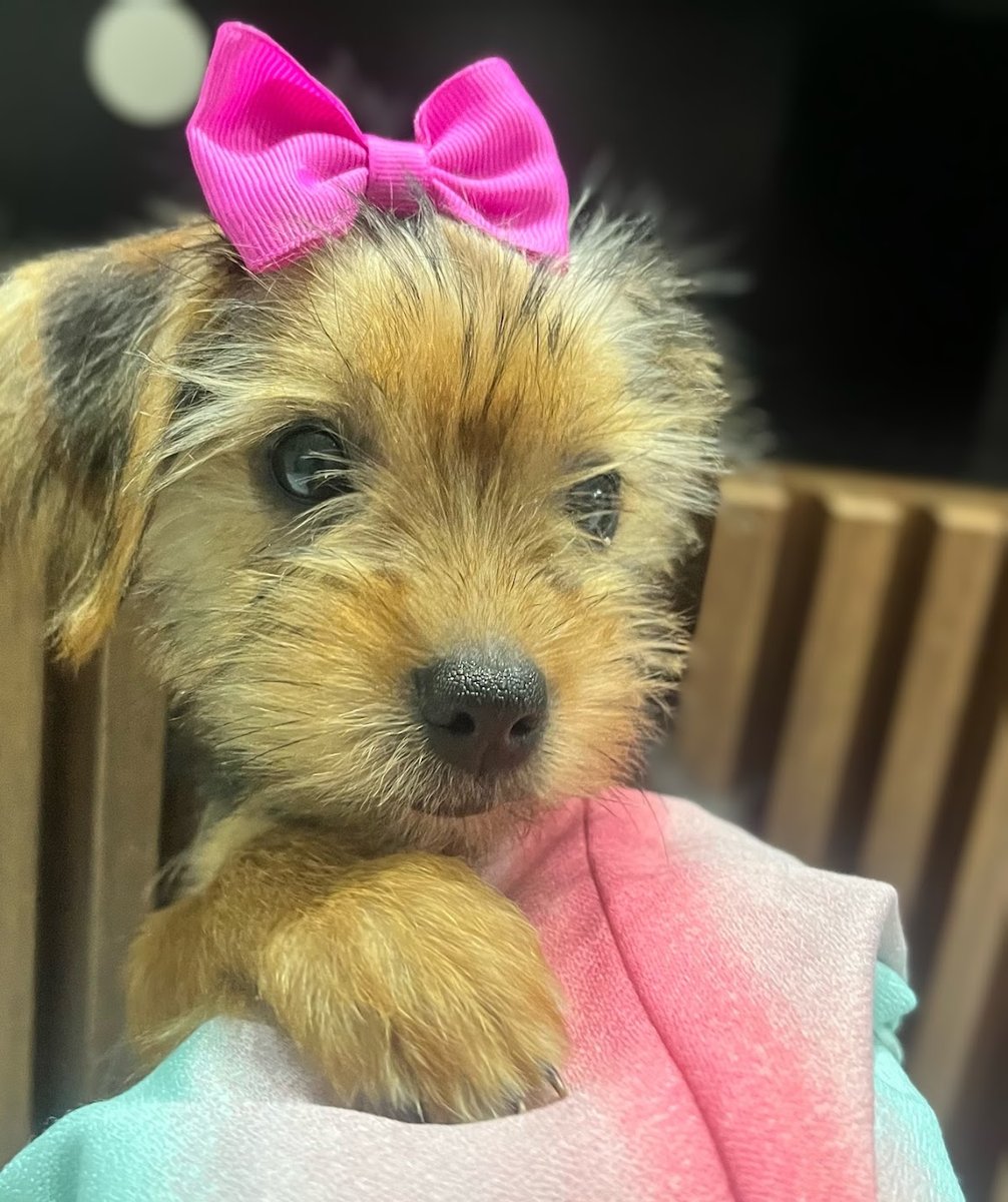 PET TOP SAÚDE - PLANO DE SAUDE