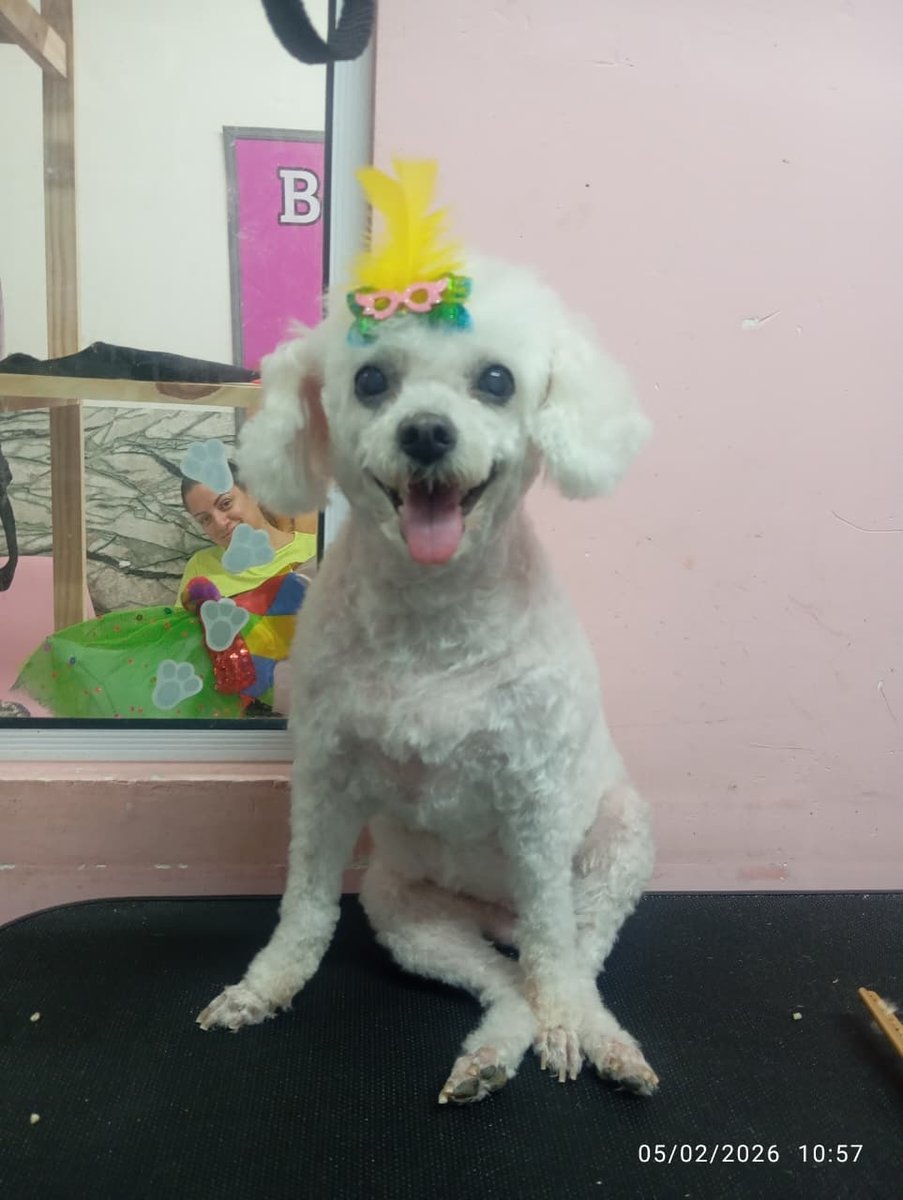 Banho e tosa (tia Marcela)