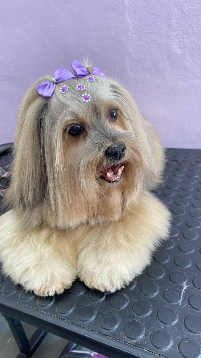 Ọkàn Luar Pet Spa – Banho, Tosa e Spa Animal em Belo Horizonte