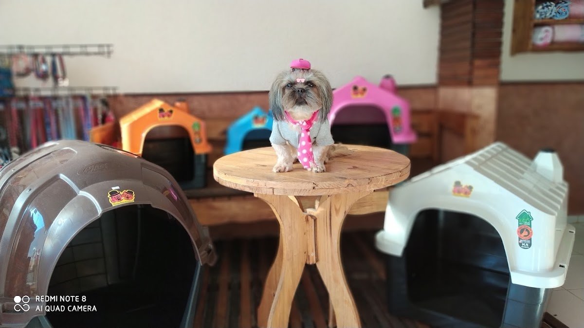 Bigode Animal Pet Shop