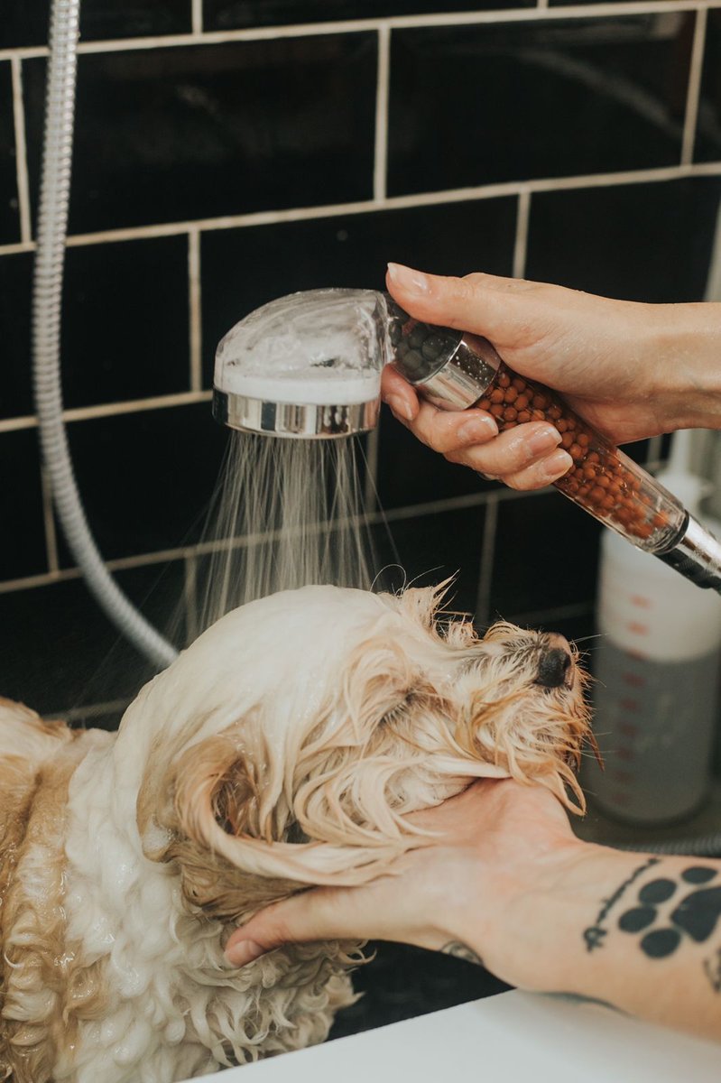 121 Pets | Banho e Tosa - Alto da XV