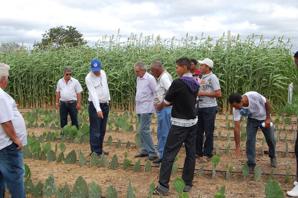 Instituto Agronômico de Pernambuco - IPA