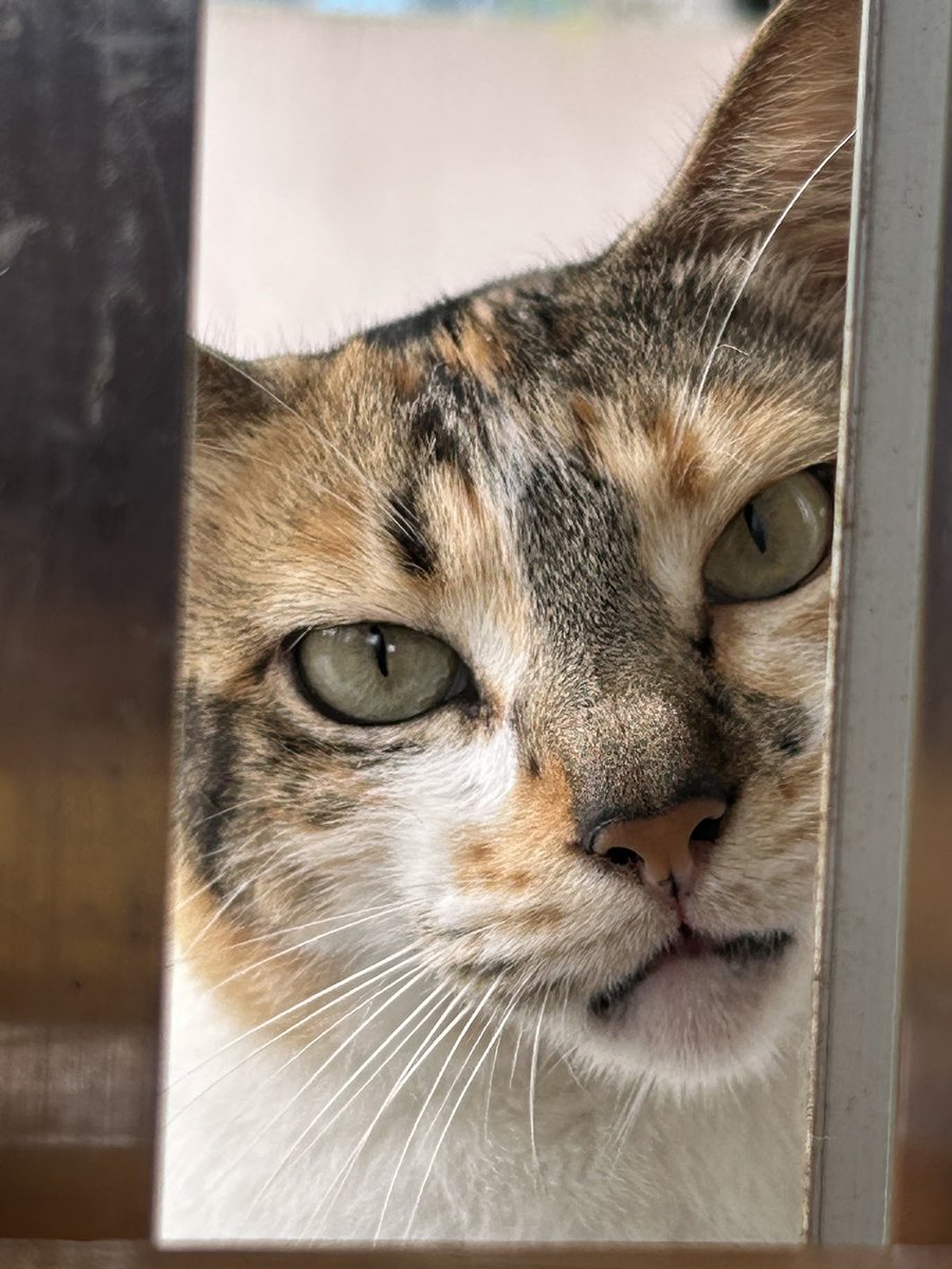 MASTTER PETS CLÍNICA VETERINÁRIA