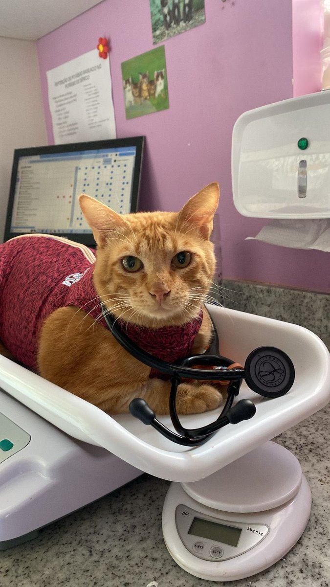 Chatterie - Clínica exclusiva para felinos