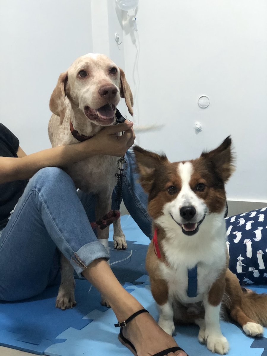 Dra. Maria Cecília Oliveira - Oncologista Veterinária