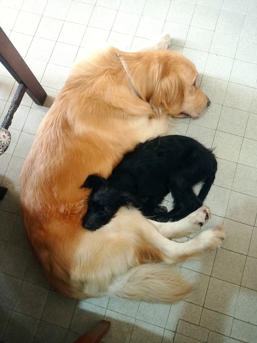 Clínica Veterinária Grand Vets