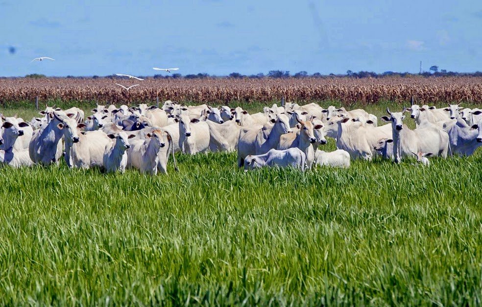 Agroales Produtos Agropecuários