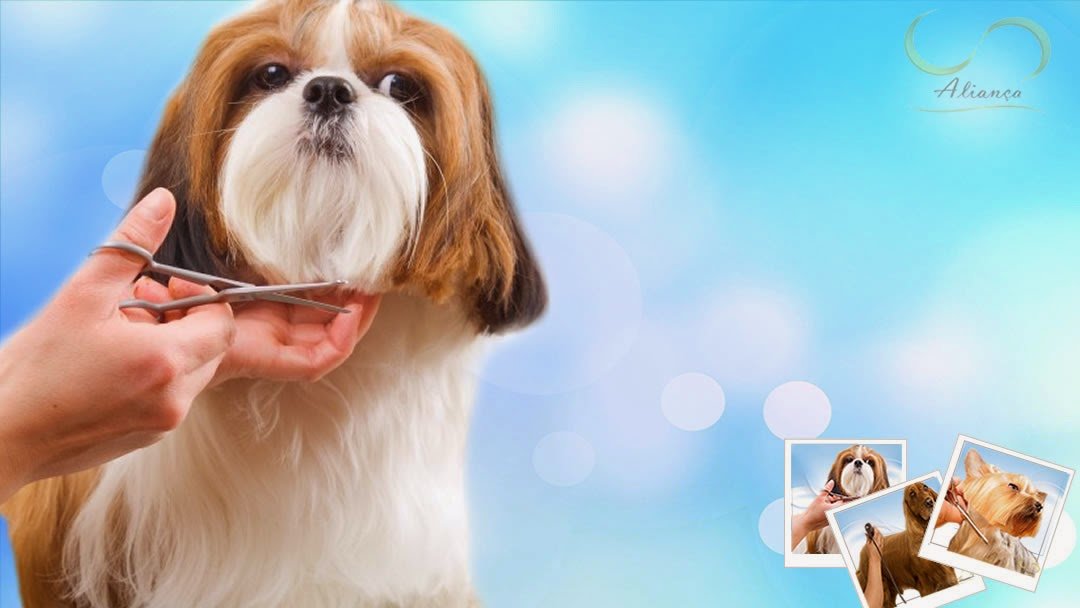 Curso de banho e tosa em Curitiba - Aliança