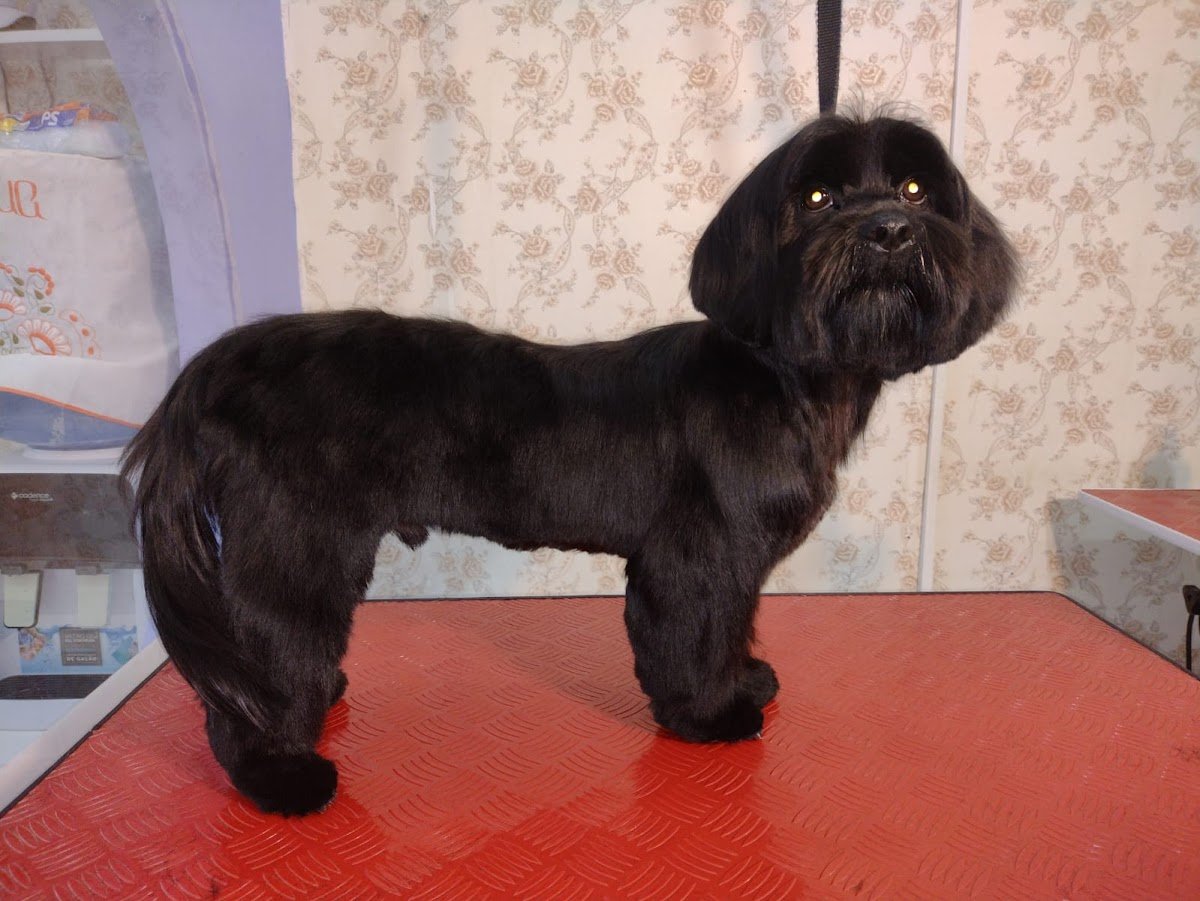 Mimi Salão Pet & Curso