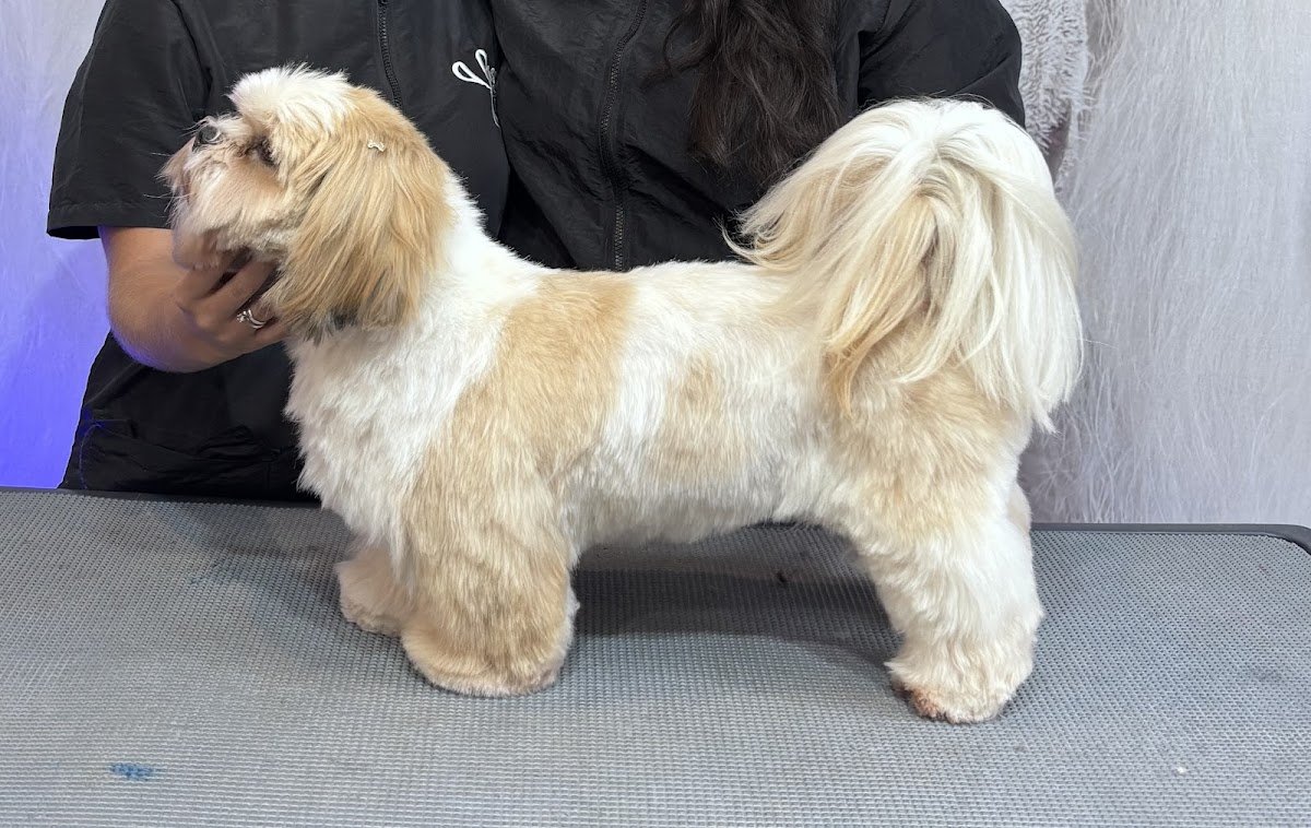 Banho, Tosa & Hotel PETnalizados