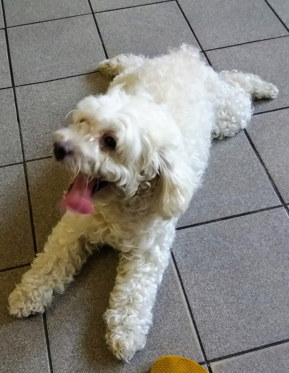 Nortvet Clínica Veterinária