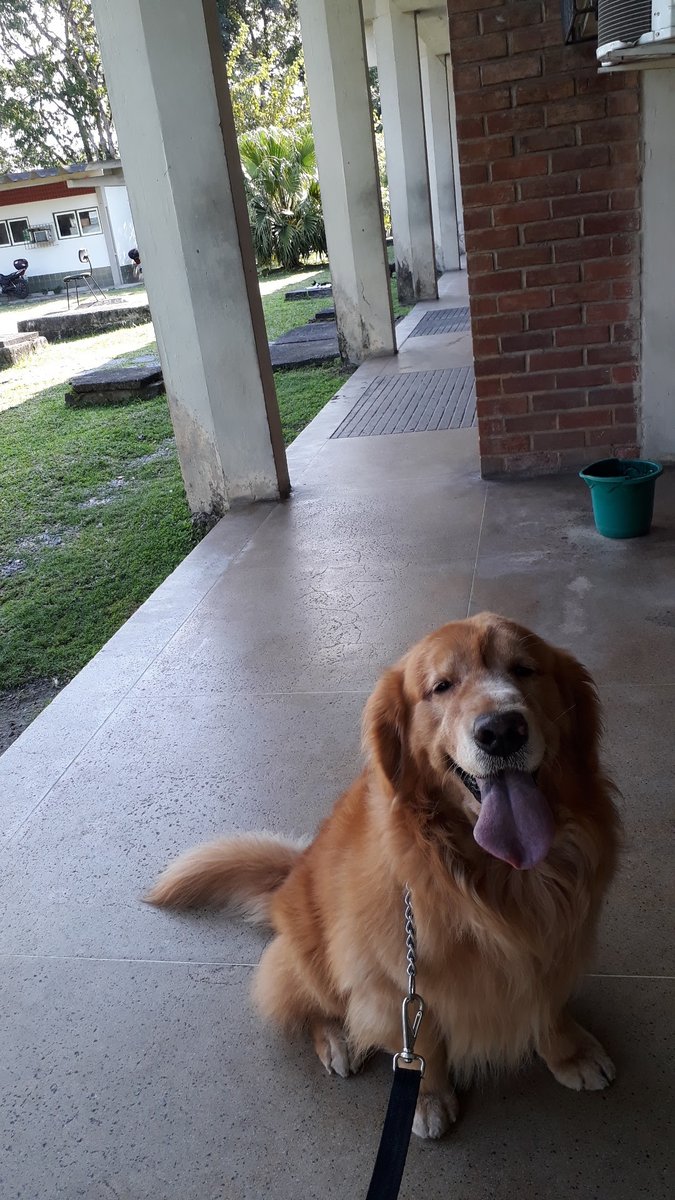 Hospital Veterinário Escola do Departamento de Medicina Veterinária da UFRPE