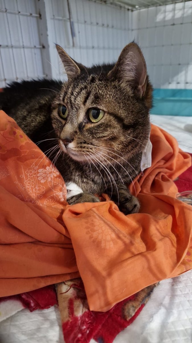 AMPARO Centro Veterinário