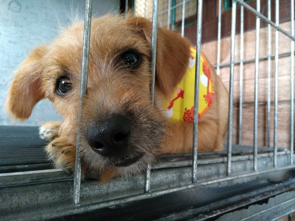 Clínica Veterinária Guarujá