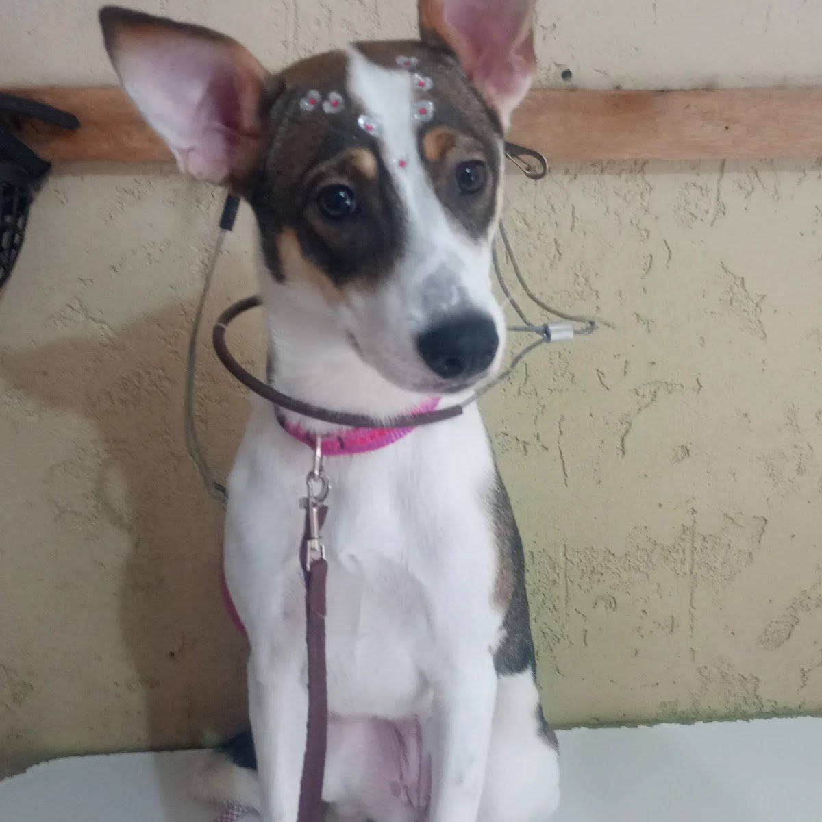 Pet Pitocão - Pet Shop Perto de mim Banho e Tosa.