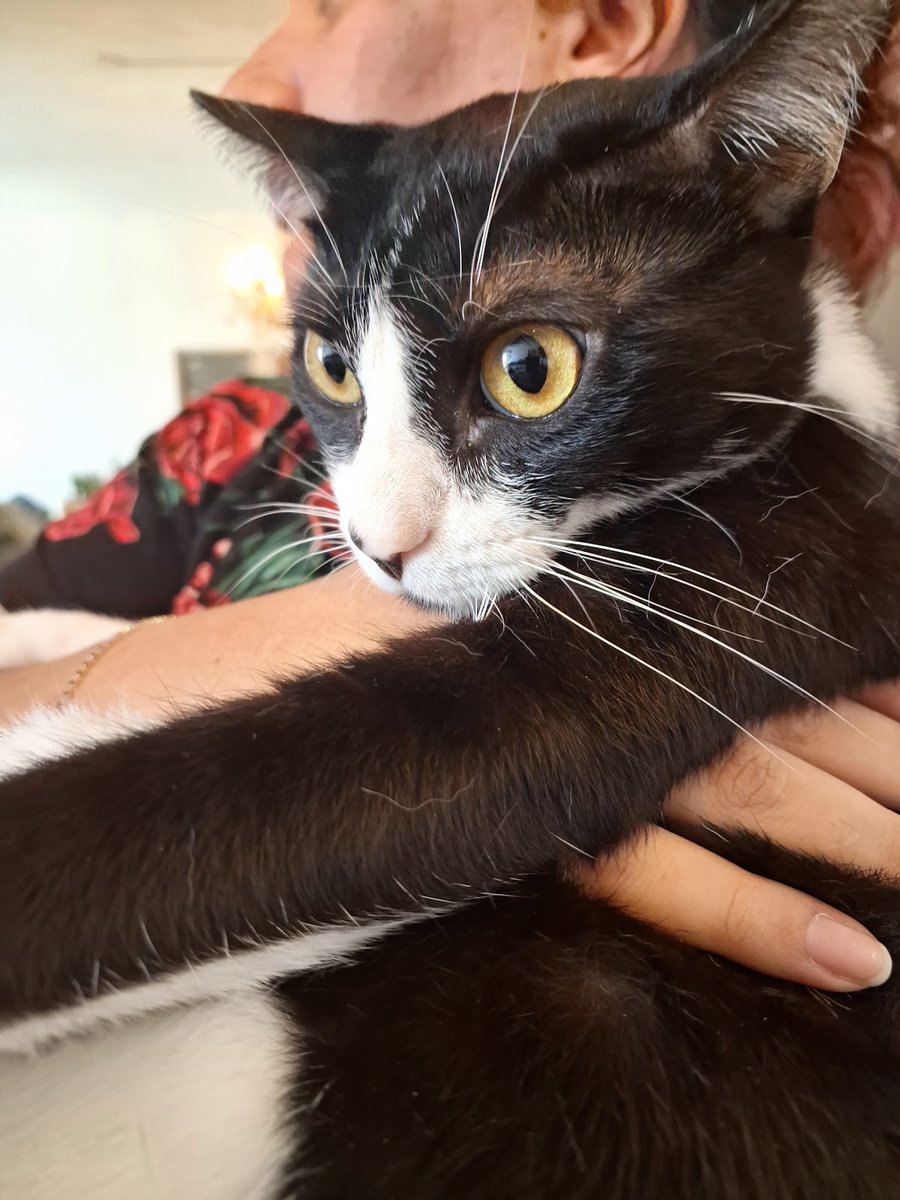 Clínica veterinária Dog mania