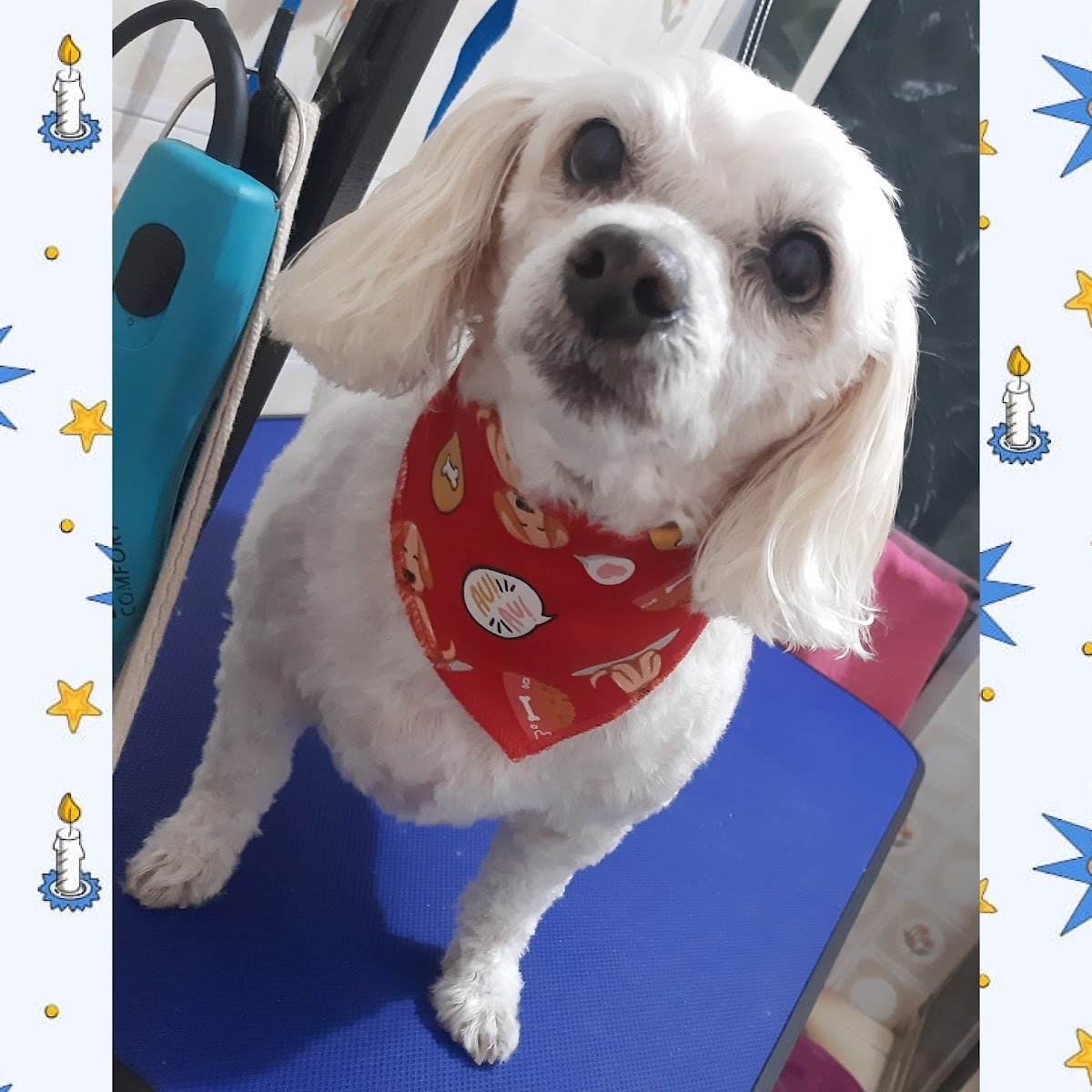 Esteticista Pet Denise