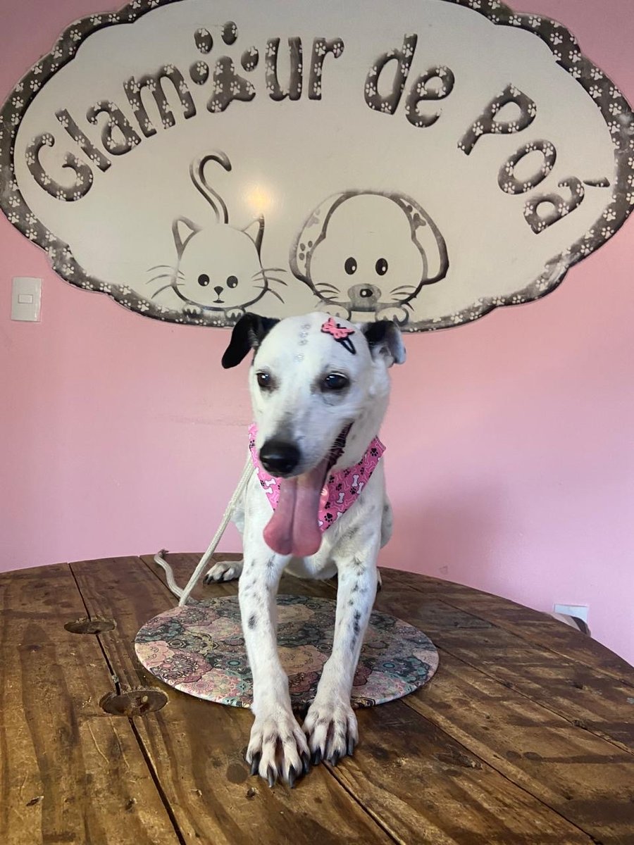 Glamour de Poá Pet & Boutique