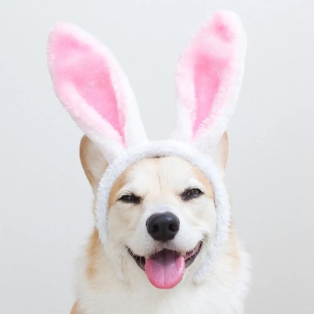 Manu Neis Pet Care - Banho e Tosa no Bairro Partenon em Porto Alegre RS