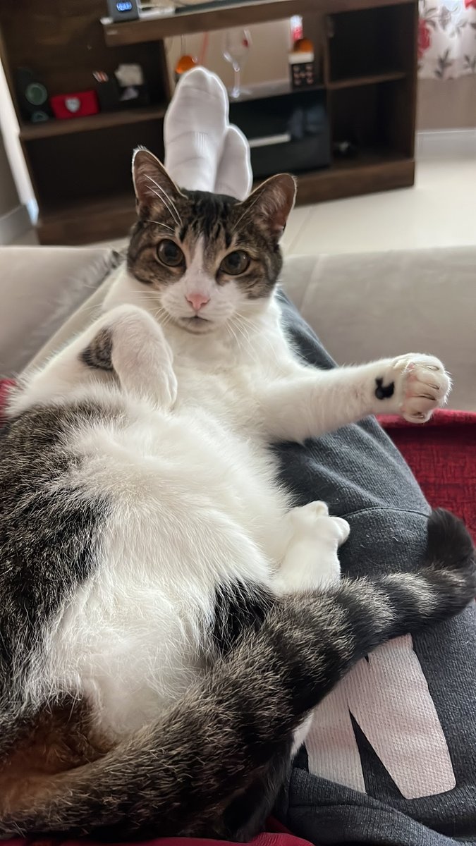 Veterinária á domicílio Dra.Mari de Freitas