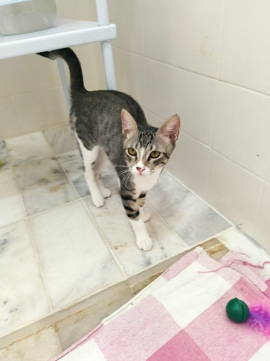 Dr. Maria do Carmo Mangueira