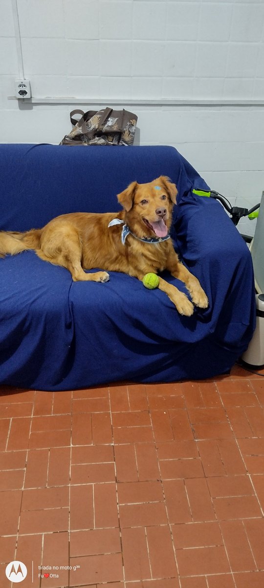 Gamora estética animal