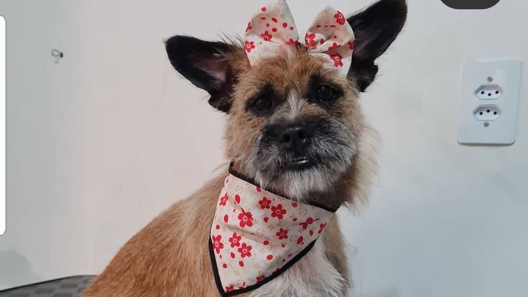 Salvatore banho e tosa