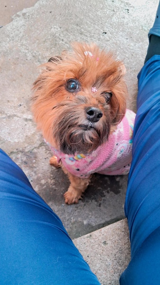 Criebem Veterinários