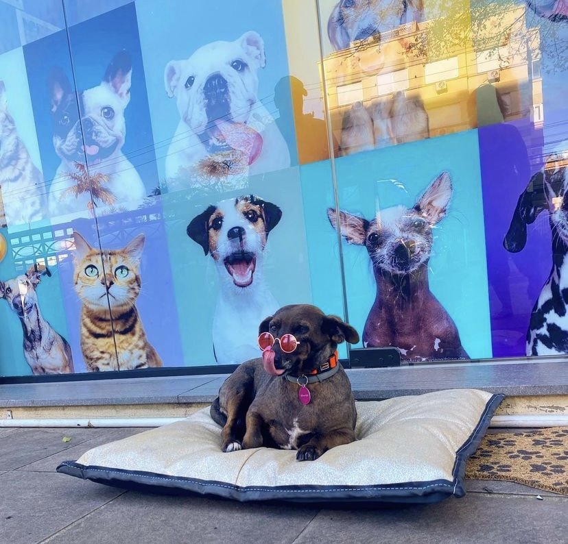 Pet Moon Clínica Veterinária