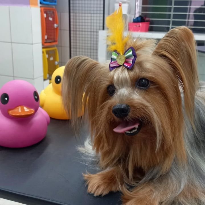 Pet Vida - banho e tosa