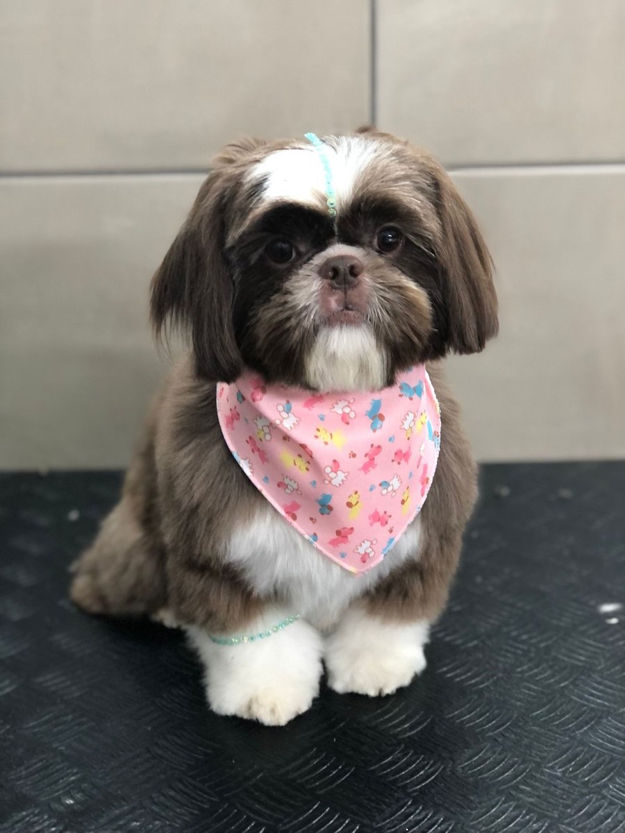 Pet shop amigo da duque