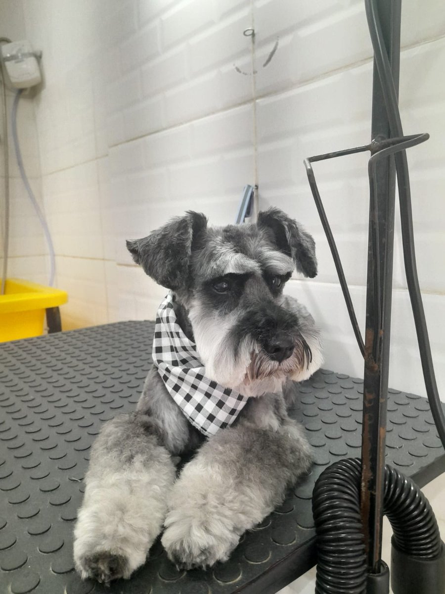 ESPAÇO PET - BANHO E TOSA