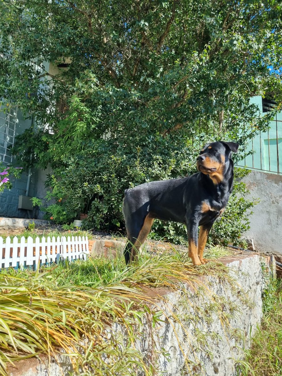 Centro Veterinário Animal