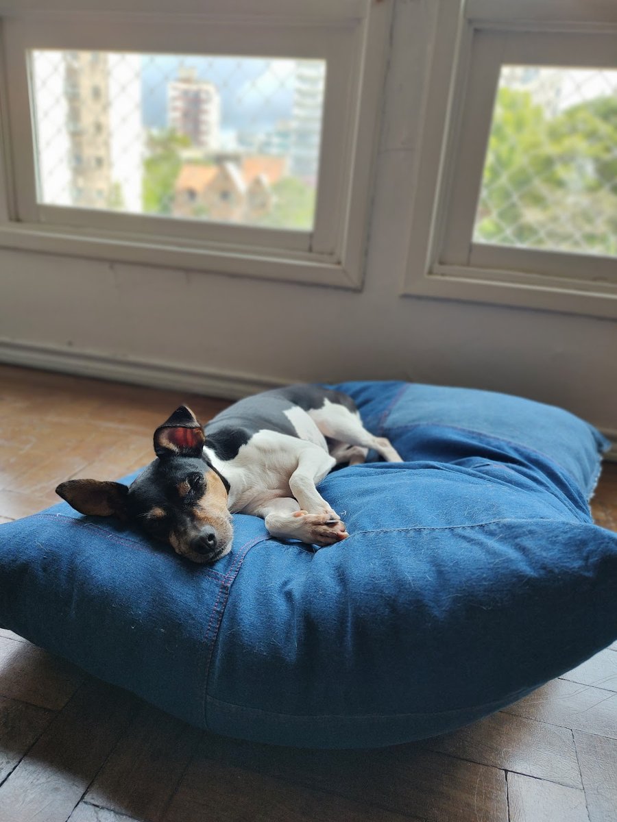 Ed e Lu Pet Care | Hospedagem e creche para cães | Boutique do Ed