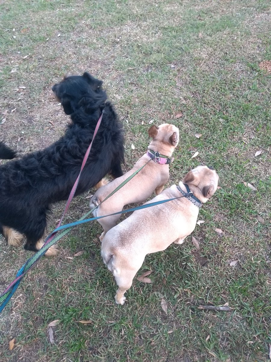 Pet Caring - Passeios e Hospedagem