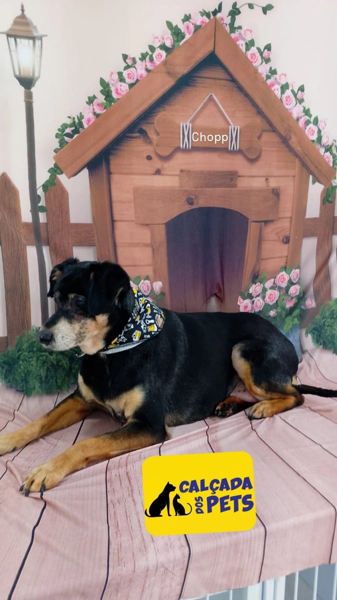 Calçada dos Pets | Consultório Veterinário | Loja | Banho e Tosa