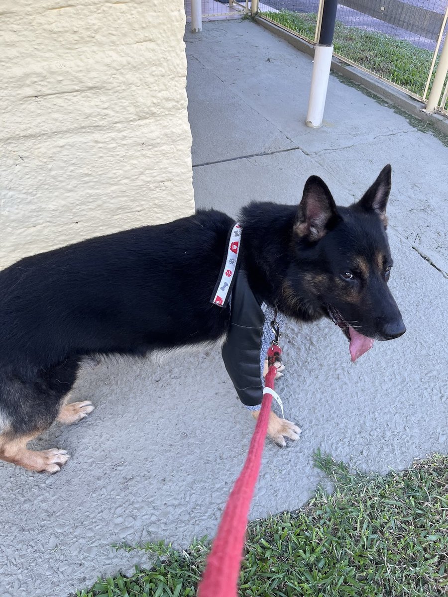 Clínica Veterinária Essência Animal