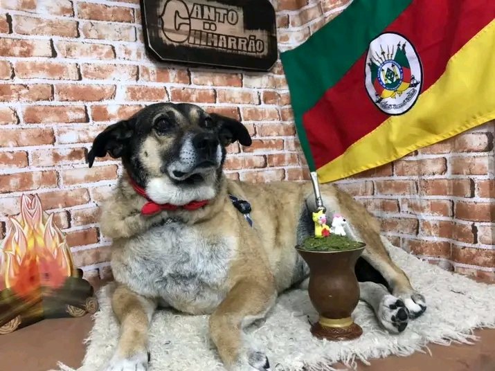 Papa de Pet – Alimentação Natural Para Cães e Gatos