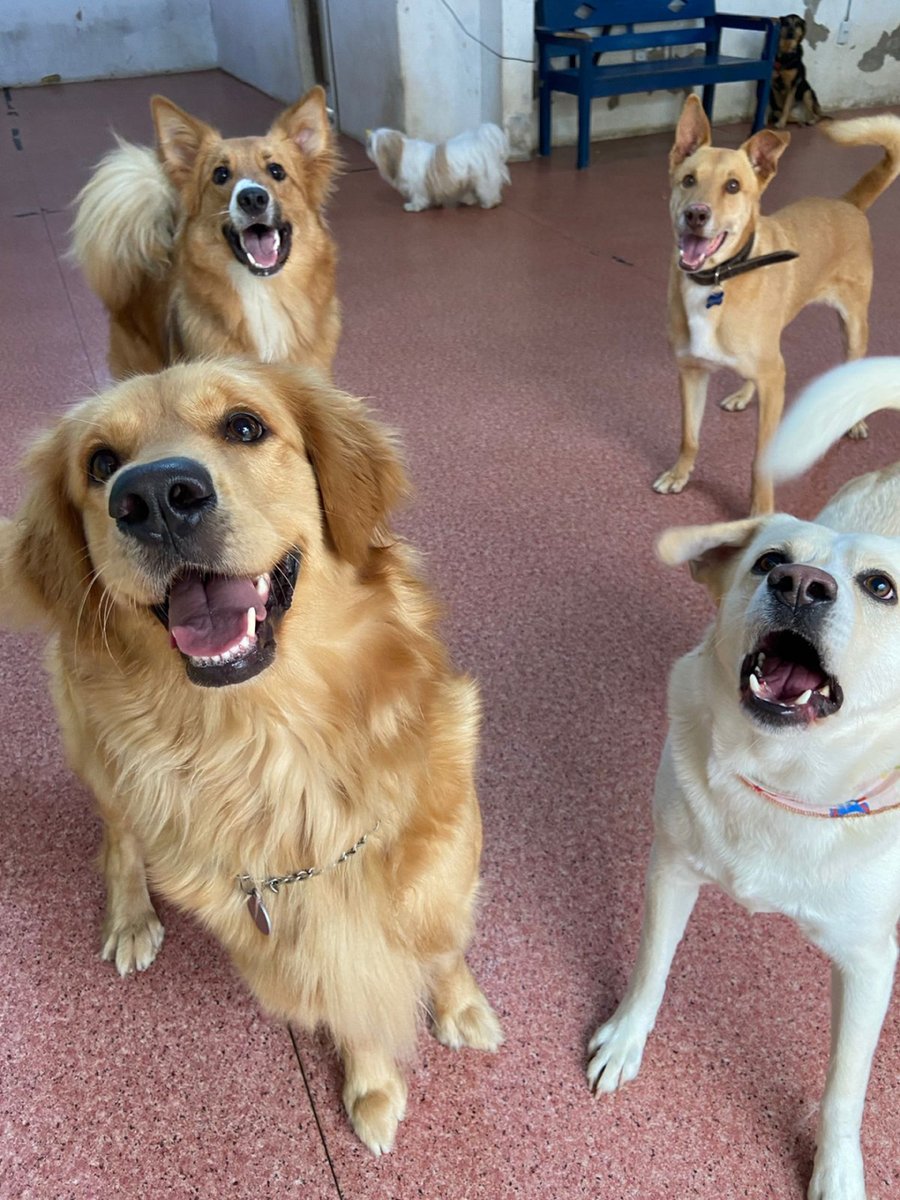 Pereira Pets: Creche e Hotel para Cães em Porto Alegre