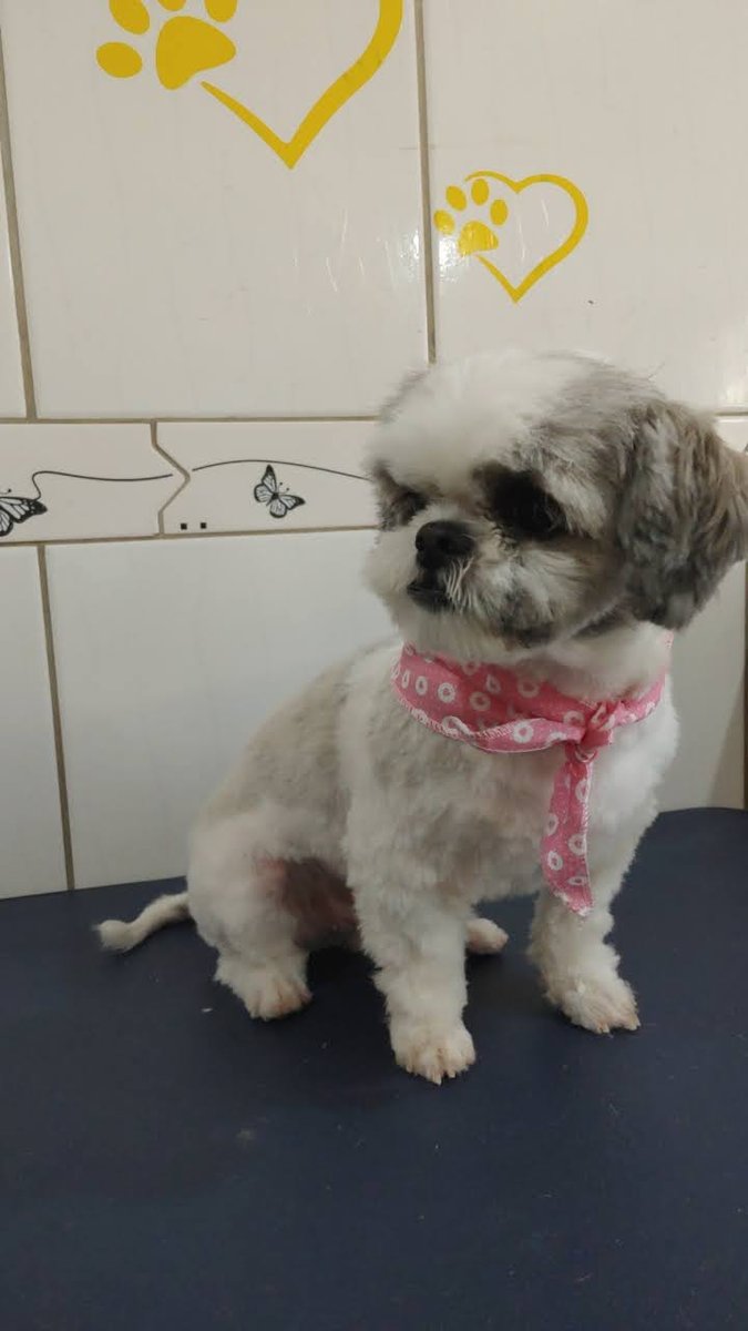 Boutique dos Bichinhos