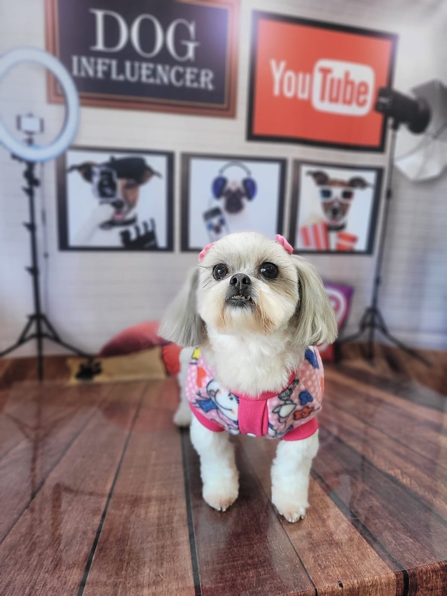 Pet da Bi Banho e Tosa