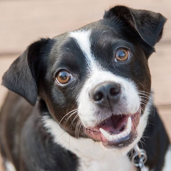 Entre Patas & Pelos banho e tosa