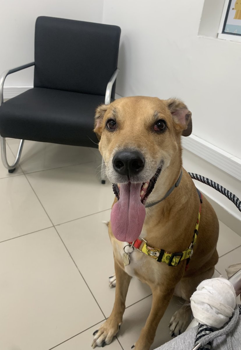 Vetplace - Centro de Saúde Animal