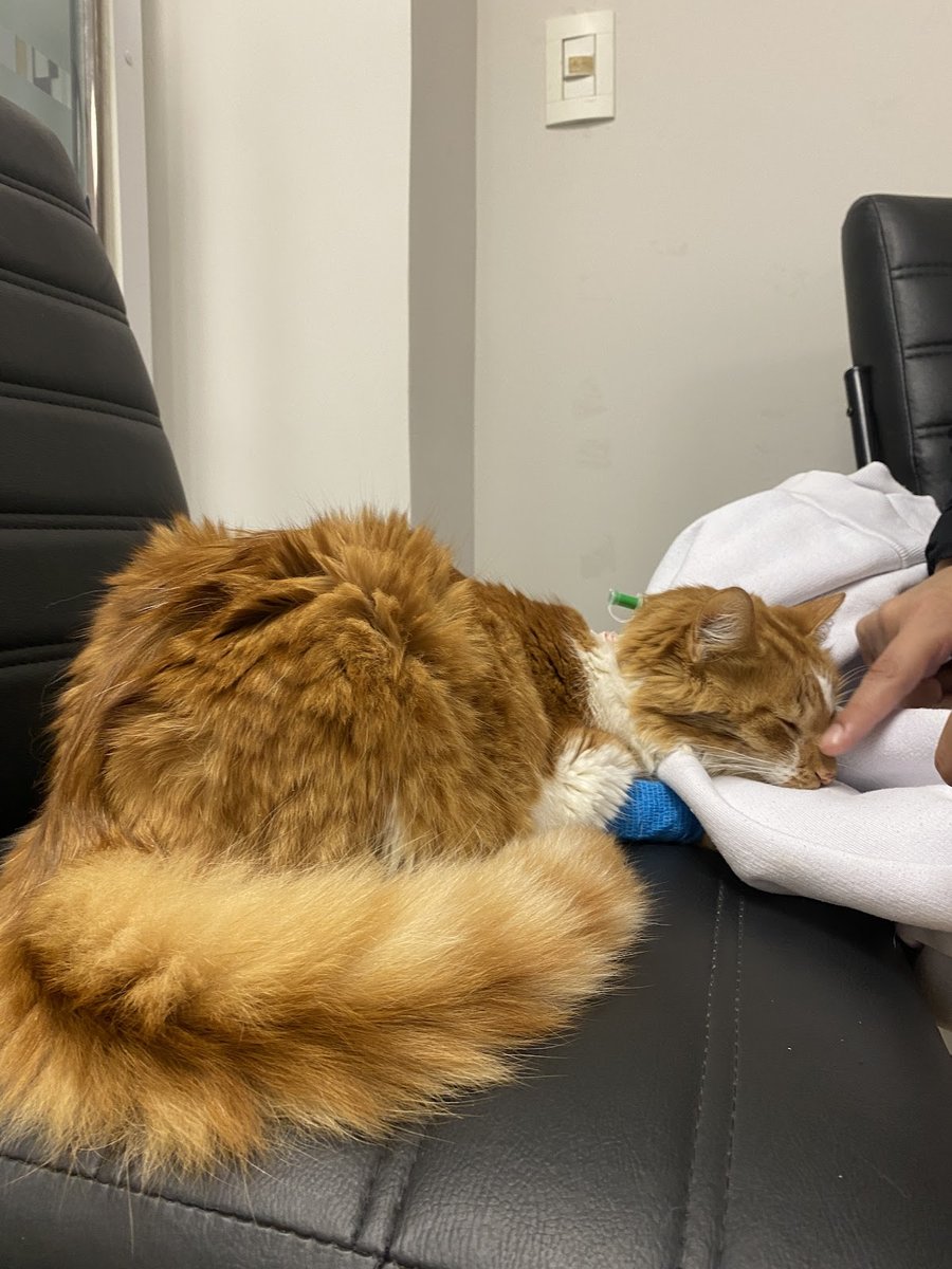 VixenVet - Centro Veterinário 24h