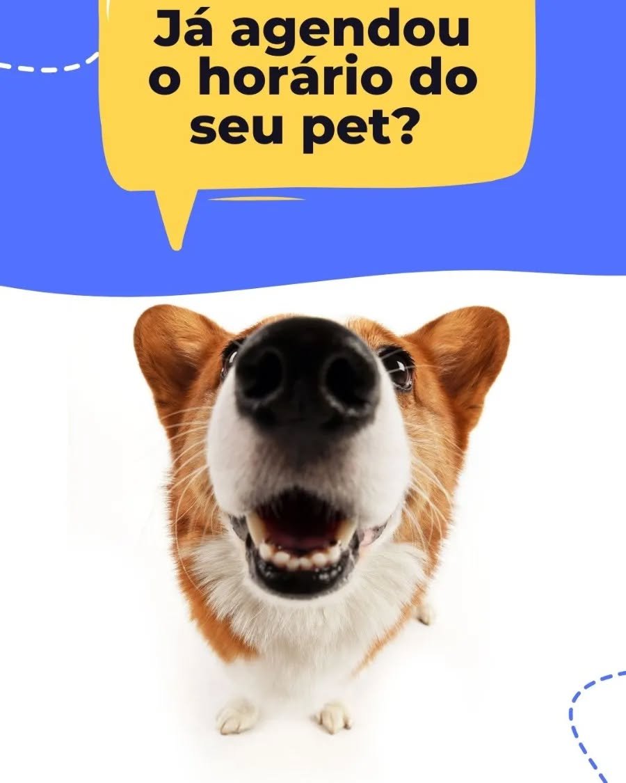 Lea Kirst Clínica Veterinária Porto Alegre