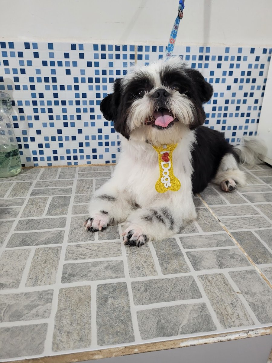 ARCA PET VETERINÁRIA