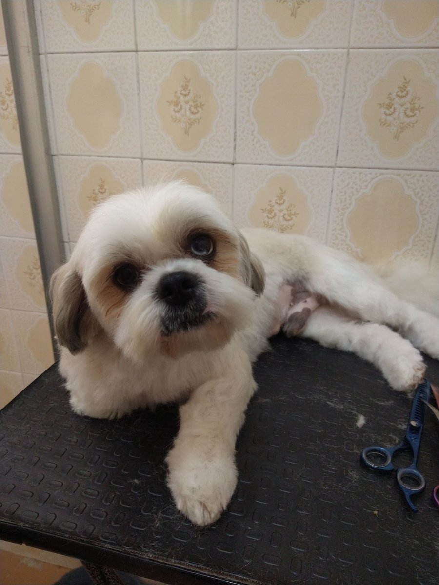 Rachel banho e tosa domiciliar