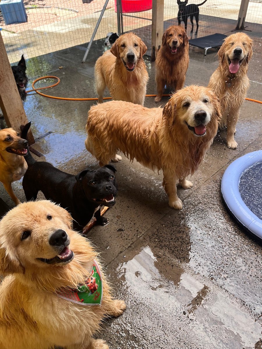 Pet shop Animal Store